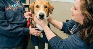 Find a Top,Rated Vet Near Me Now